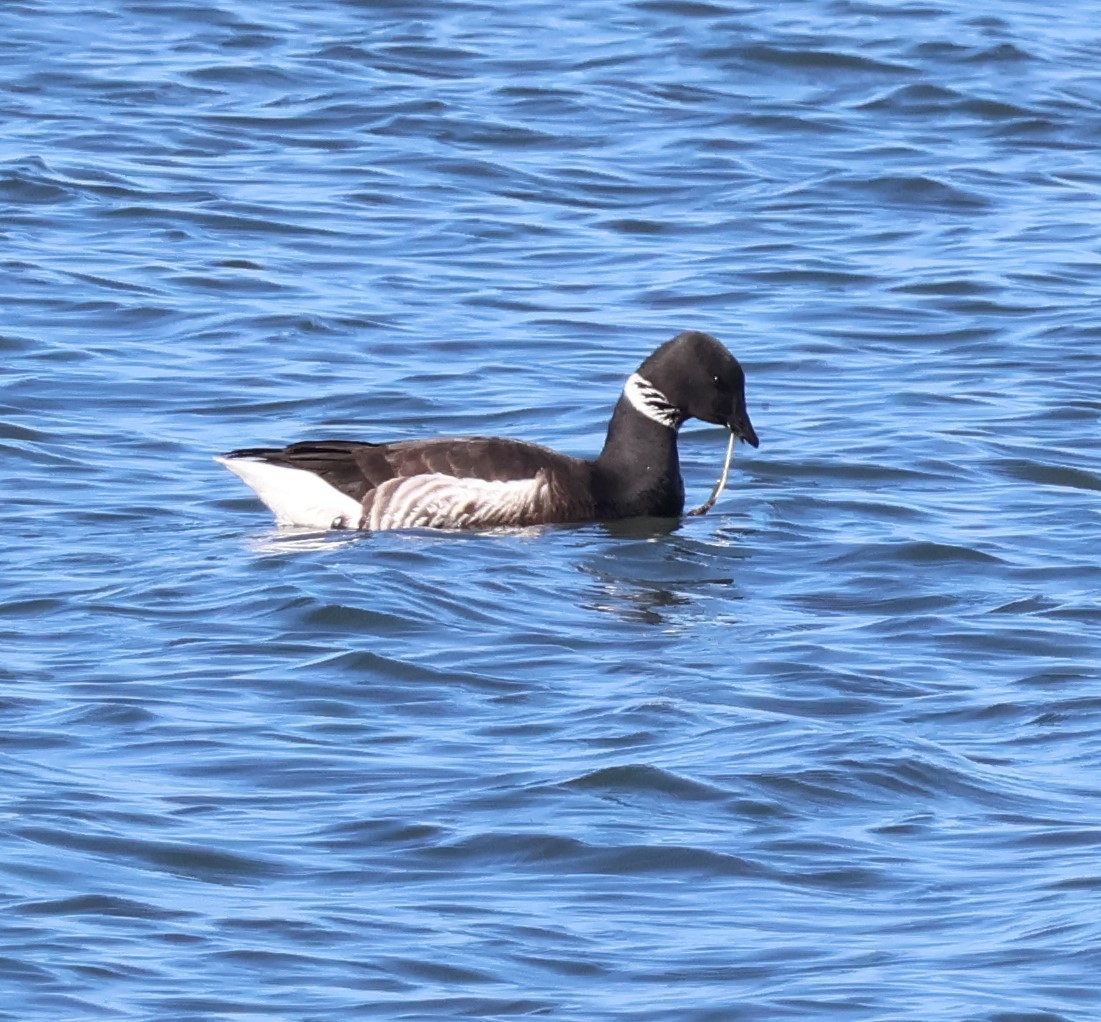 Brant - ML541448851