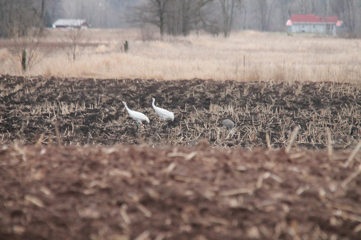 Whooping Crane - ML54144941