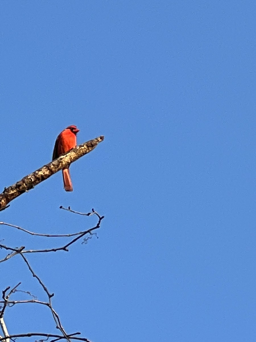 Northern Cardinal - ML541449491