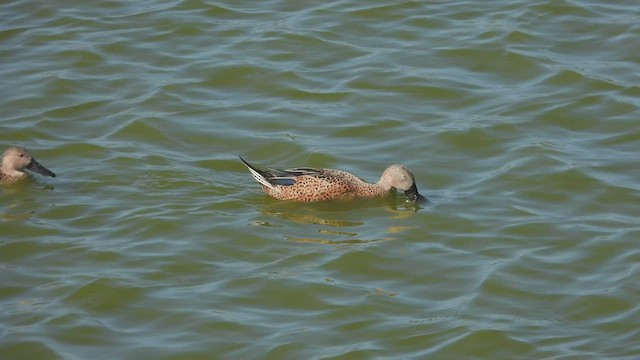 Red Shoveler - ML541449561