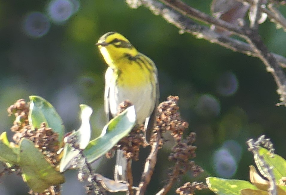 Townsend's Warbler - ML541450111