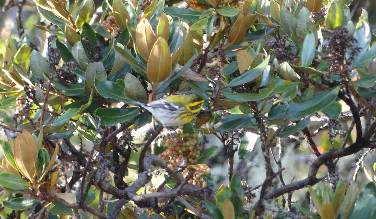 Townsend's Warbler - ML541450141