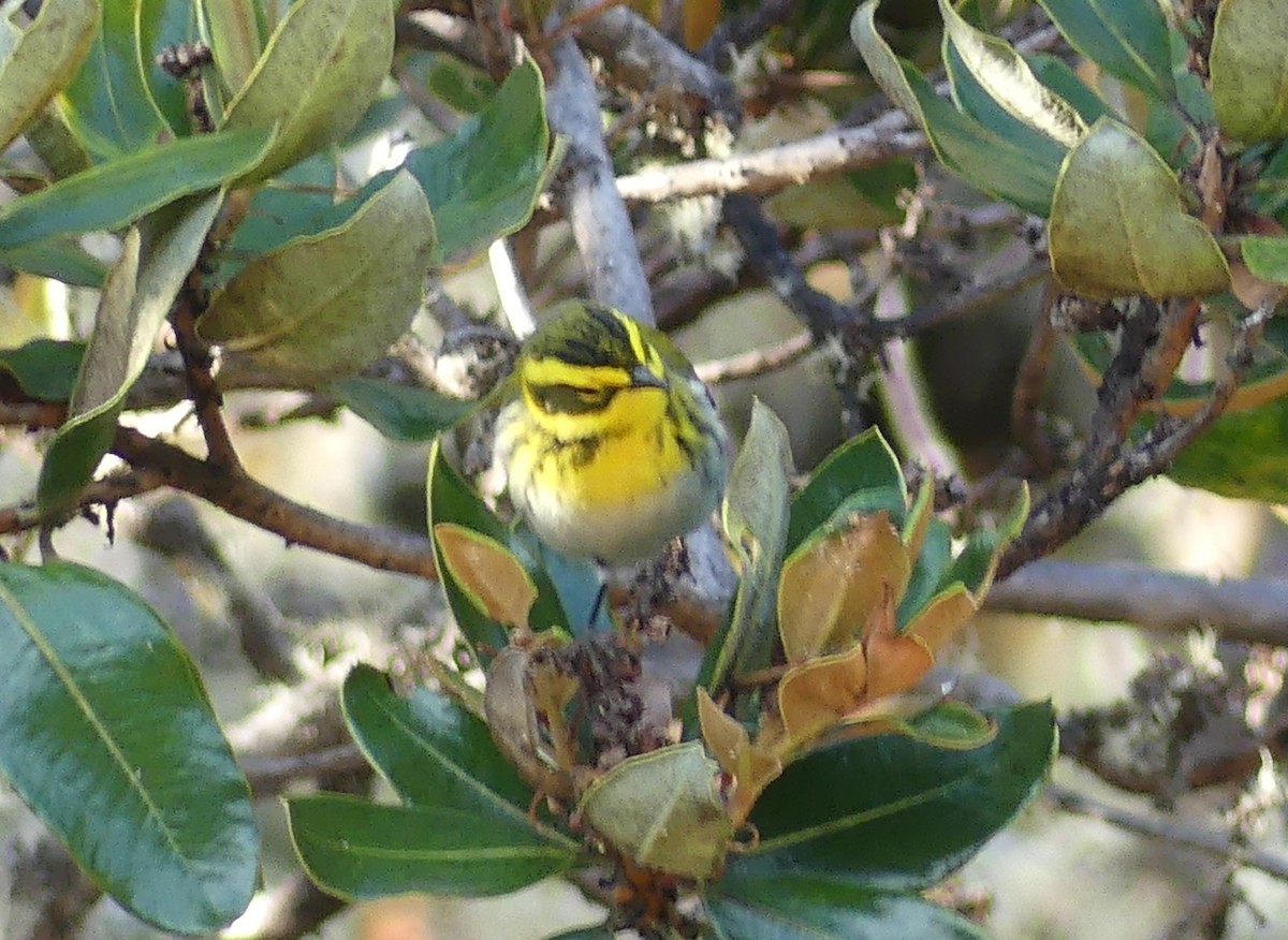 Townsend's Warbler - ML541450151