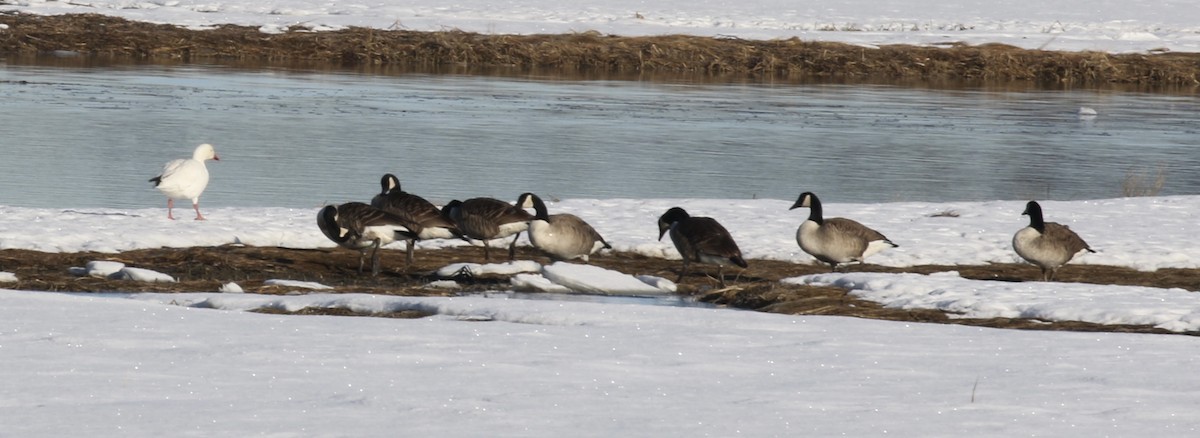 Snow Goose - ML541450761