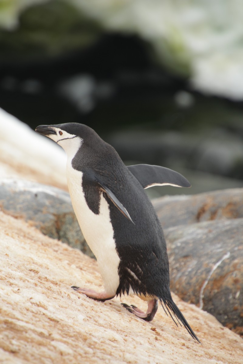 Пінгвін антарктичний - ML541452421