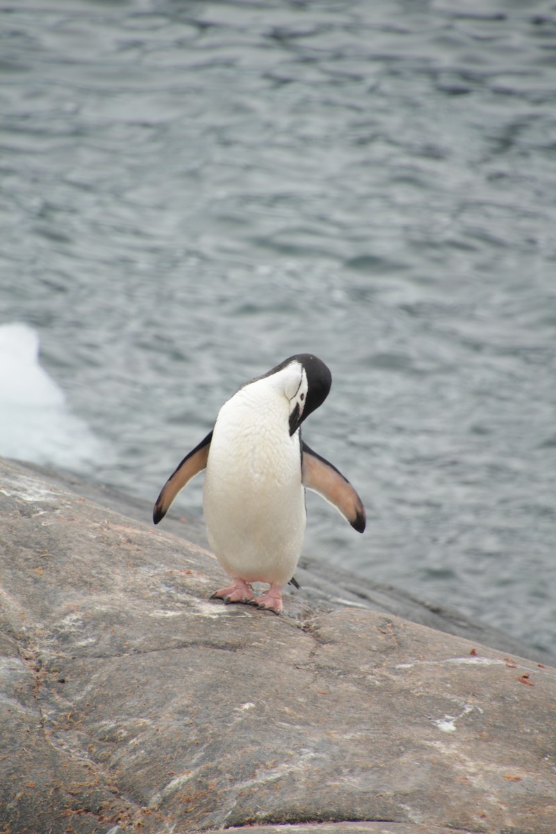 Пінгвін антарктичний - ML541452431