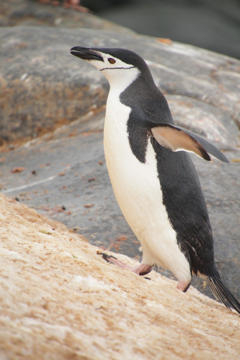 Пінгвін антарктичний - ML541452451