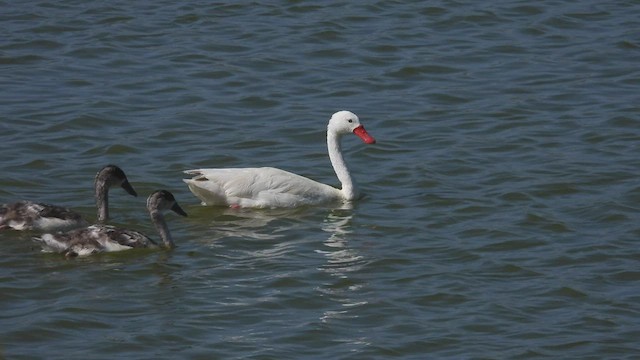 Coscoroba Swan - ML541452671