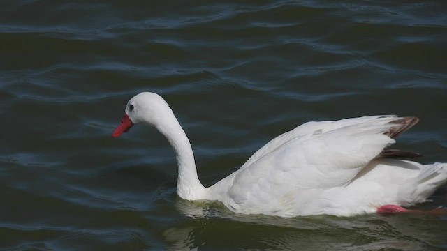 Coscoroba Swan - ML541452681