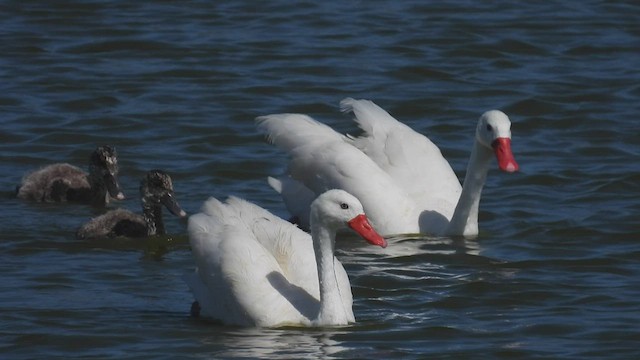 Coscoroba Swan - ML541452691