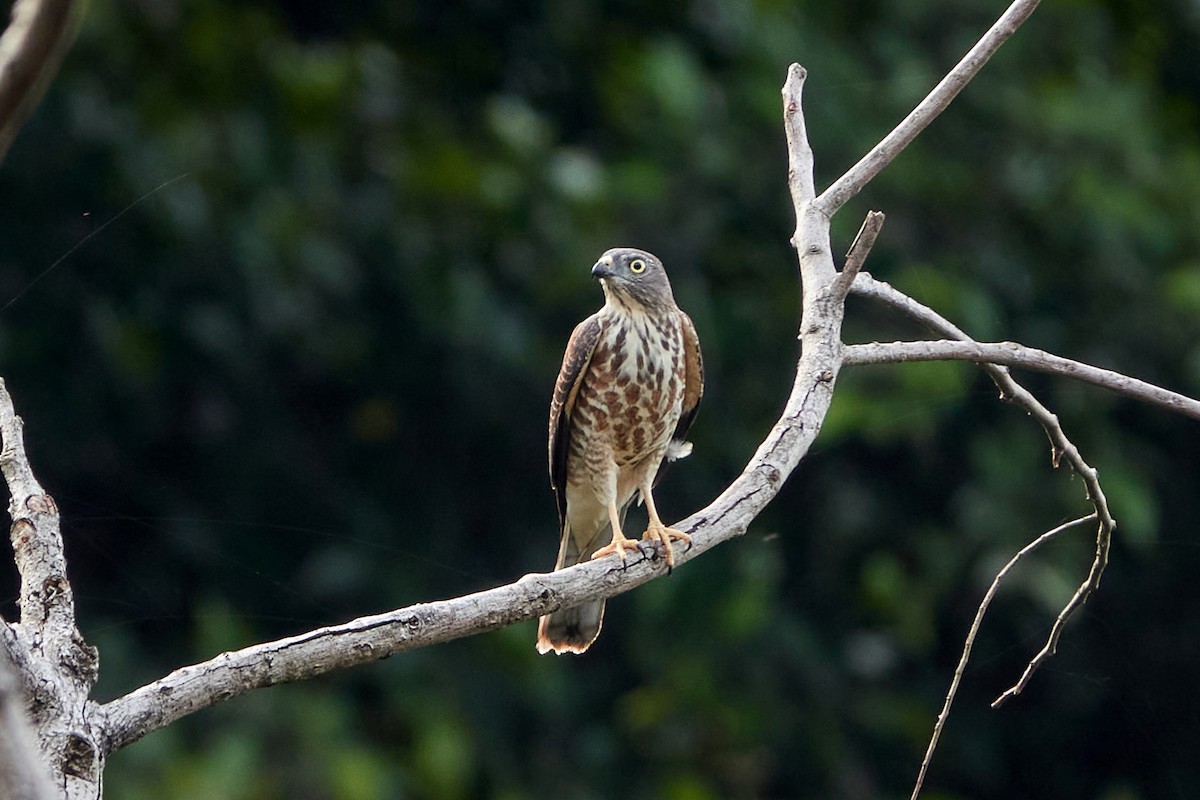 Chinese Sparrowhawk - Wendy Chao