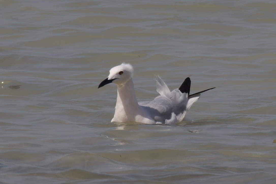 Slender-billed Gull - ML541454091