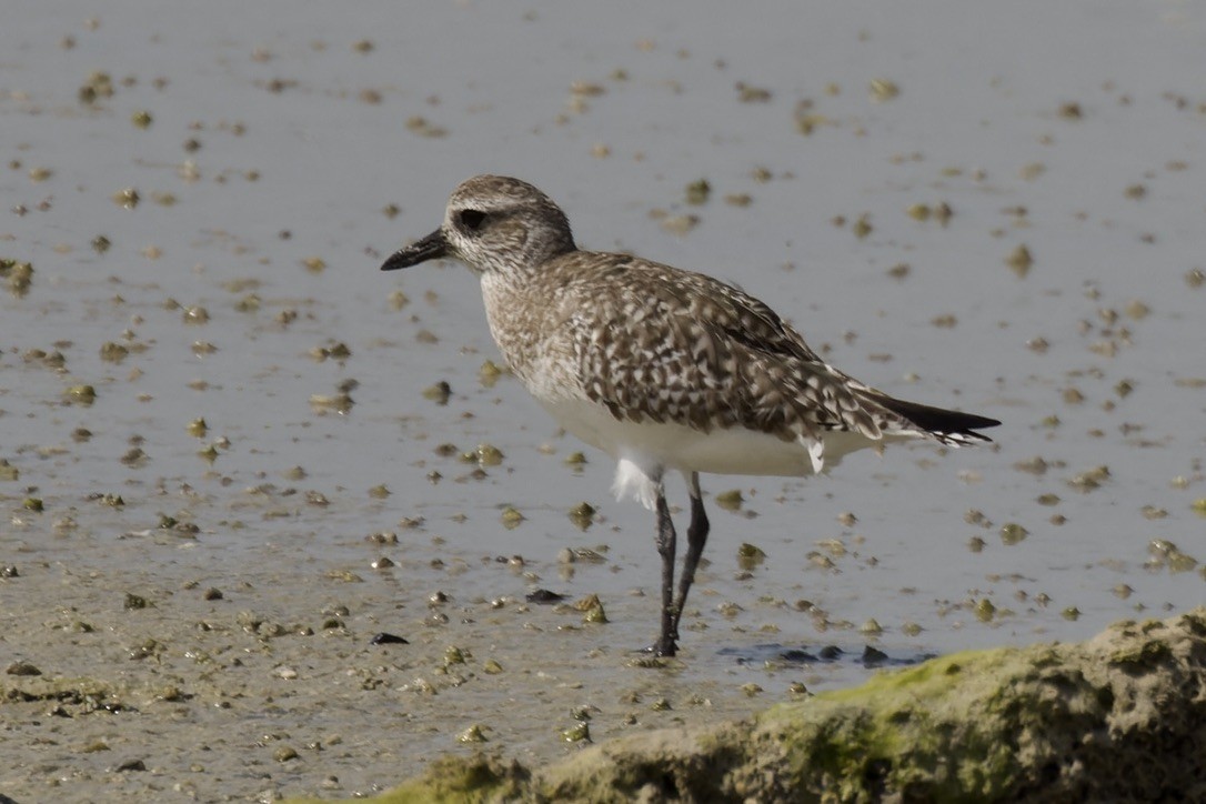 Black-bellied Plover - ML541454171