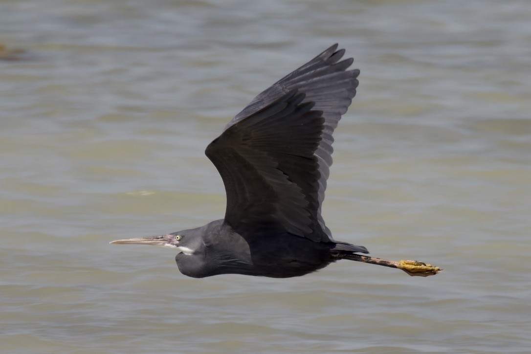 Western Reef-Heron - ML541454251