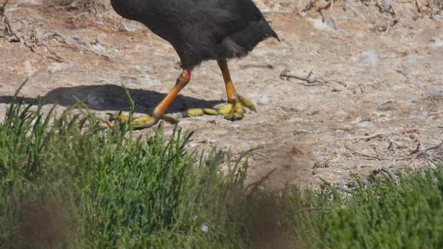 Red-gartered Coot - ML541454551