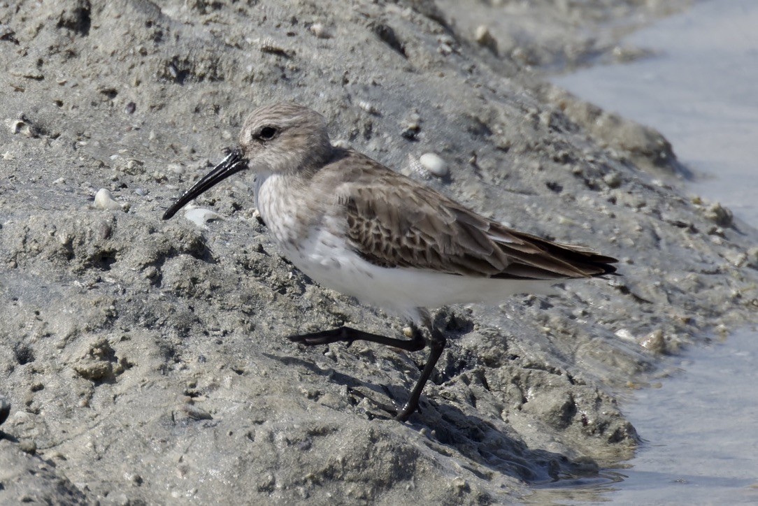 Dunlin - ML541454721