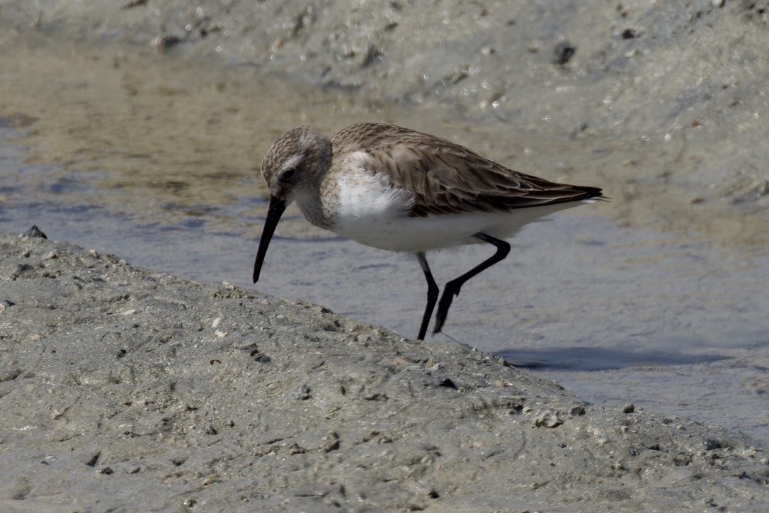 Dunlin - ML541454741