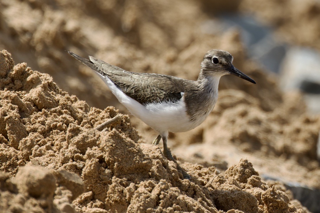 Common Sandpiper - ML541454831