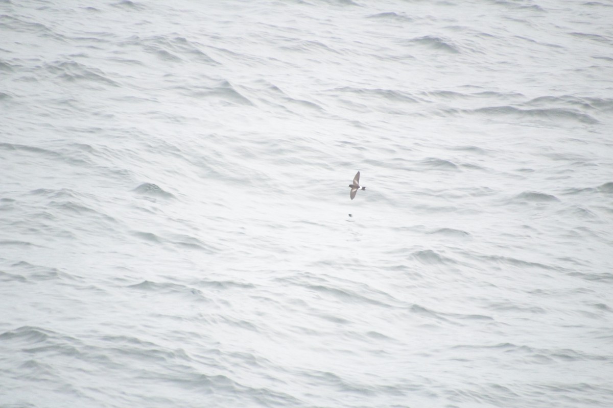 Wilson's Storm-Petrel - ML541454871