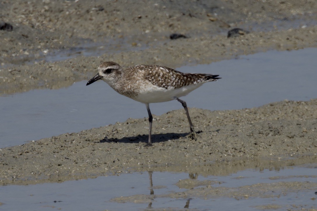 Black-bellied Plover - Ted Burkett