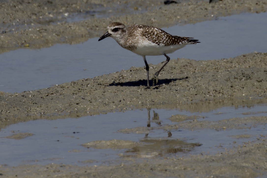 Black-bellied Plover - ML541454951