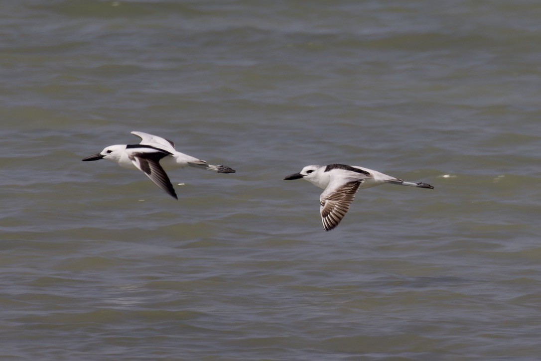 Crab-Plover - ML541454981