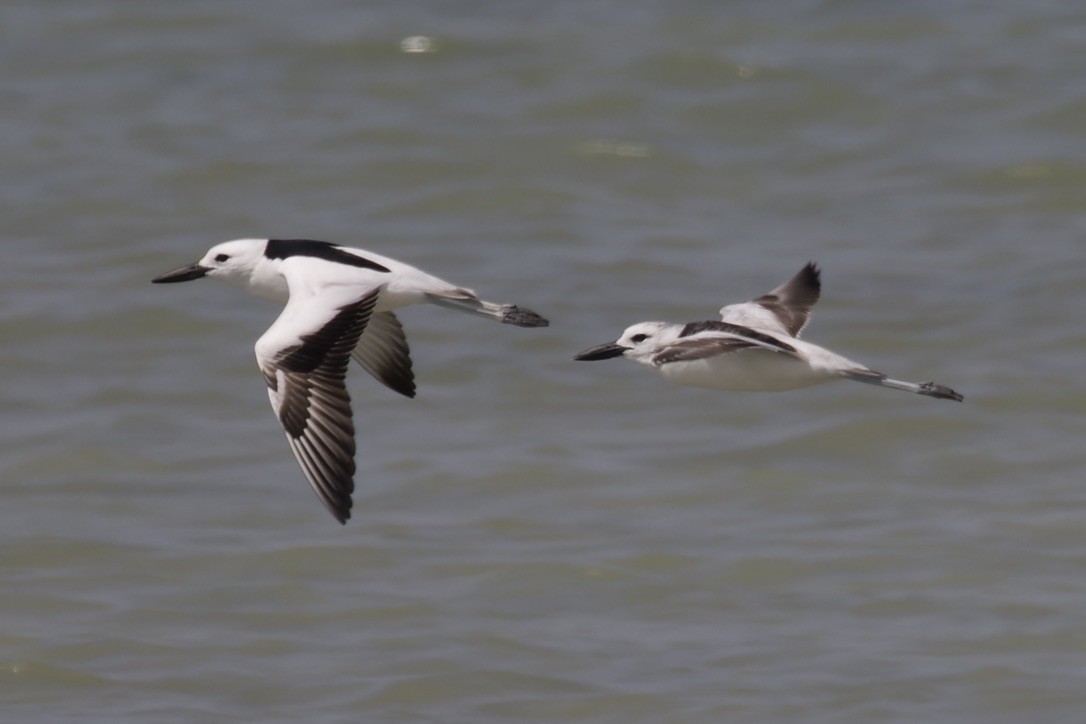 Crab-Plover - ML541455001