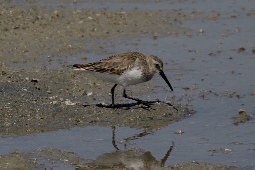 Dunlin - ML541455091