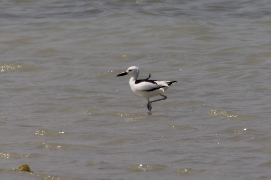 Crab-Plover - ML541455171