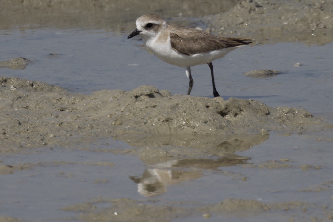 Tibetan Sand-Plover - ML541455271