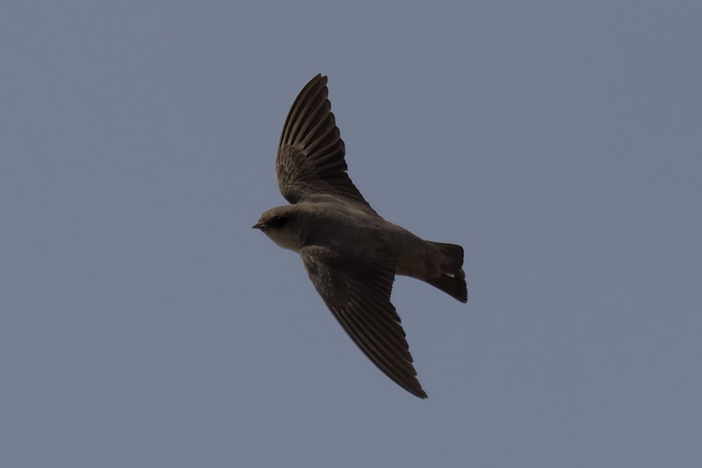 Rock Martin (Pale Crag-Martin) - ML541455391