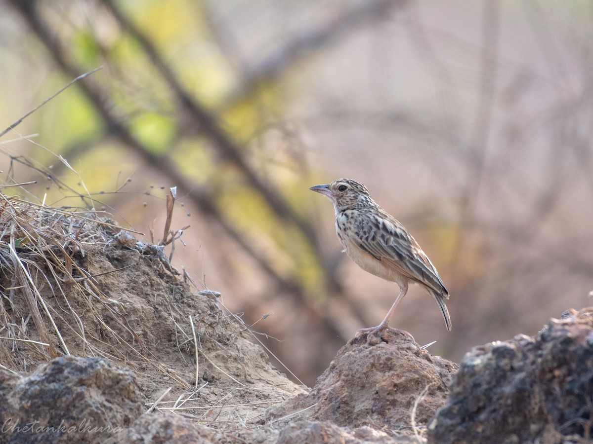 Jerdon's Bushlark - ML541455411