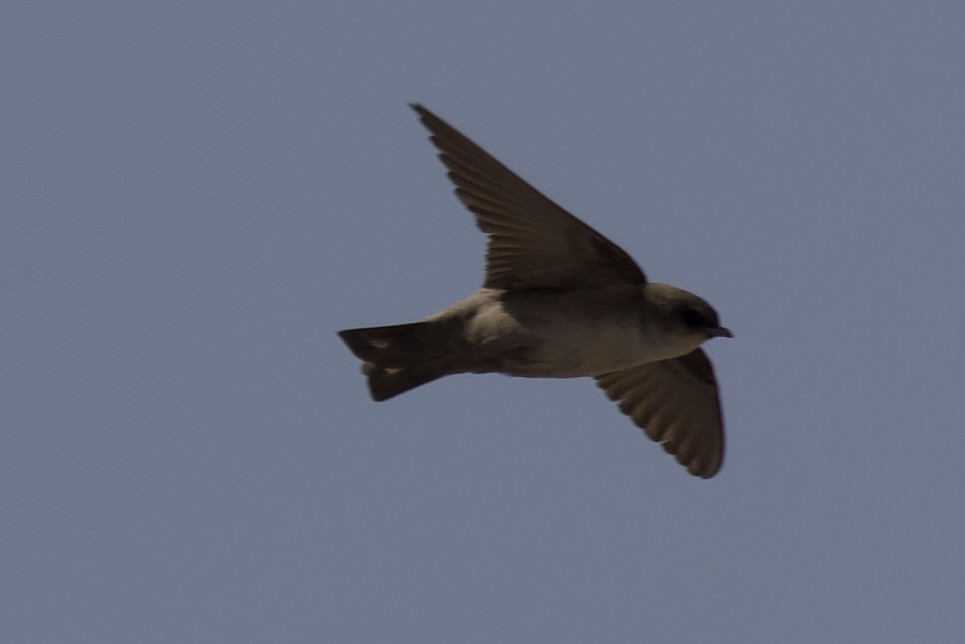 Rock Martin (Pale Crag-Martin) - ML541455431