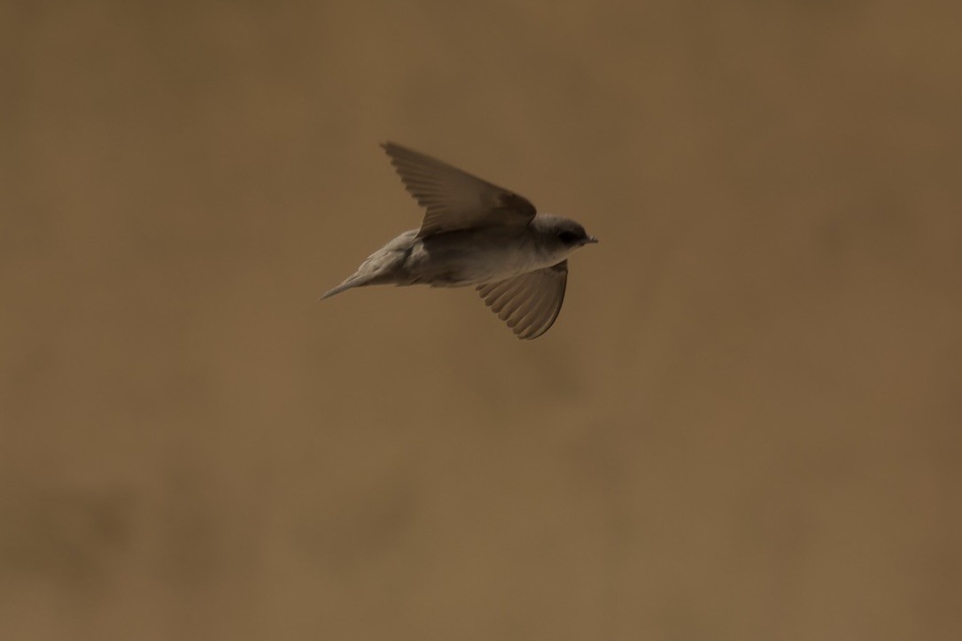 Rock Martin (Pale Crag-Martin) - ML541455501