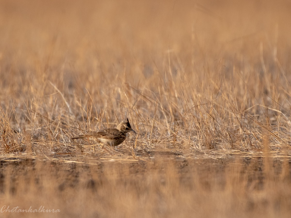 Malabar Lark - ML541455641