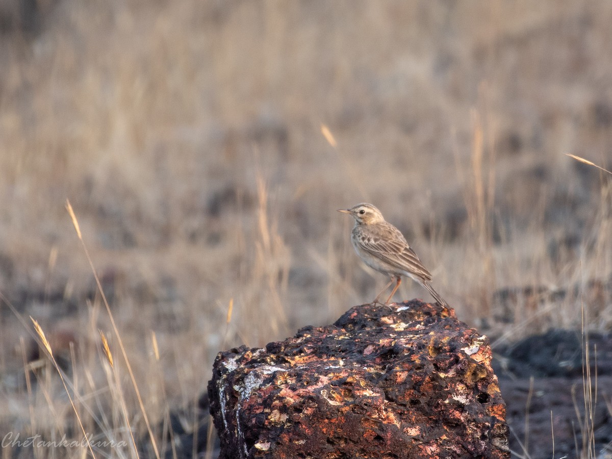 Paddyfield Pipit - ML541455791