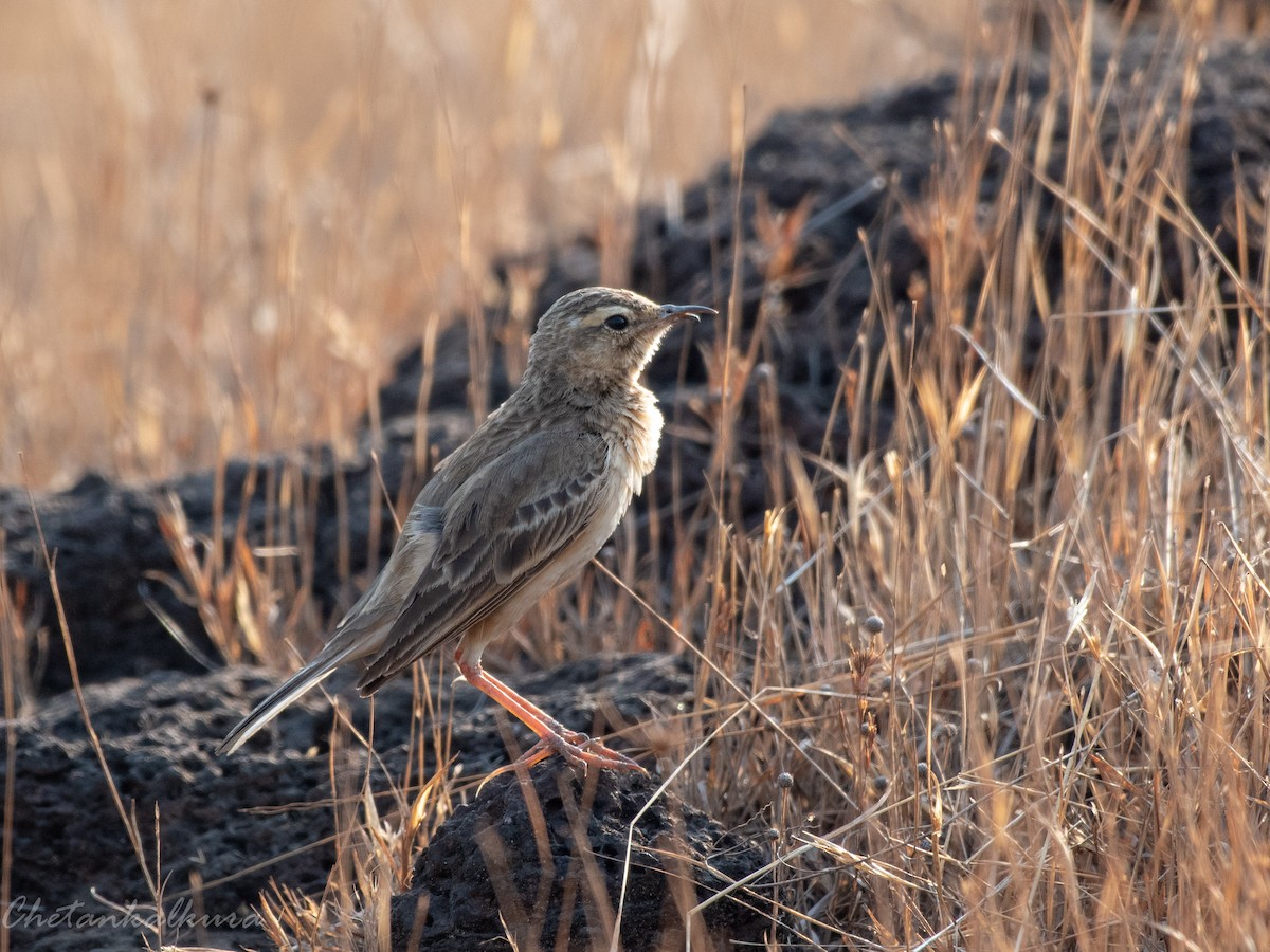 Paddyfield Pipit - ML541455811