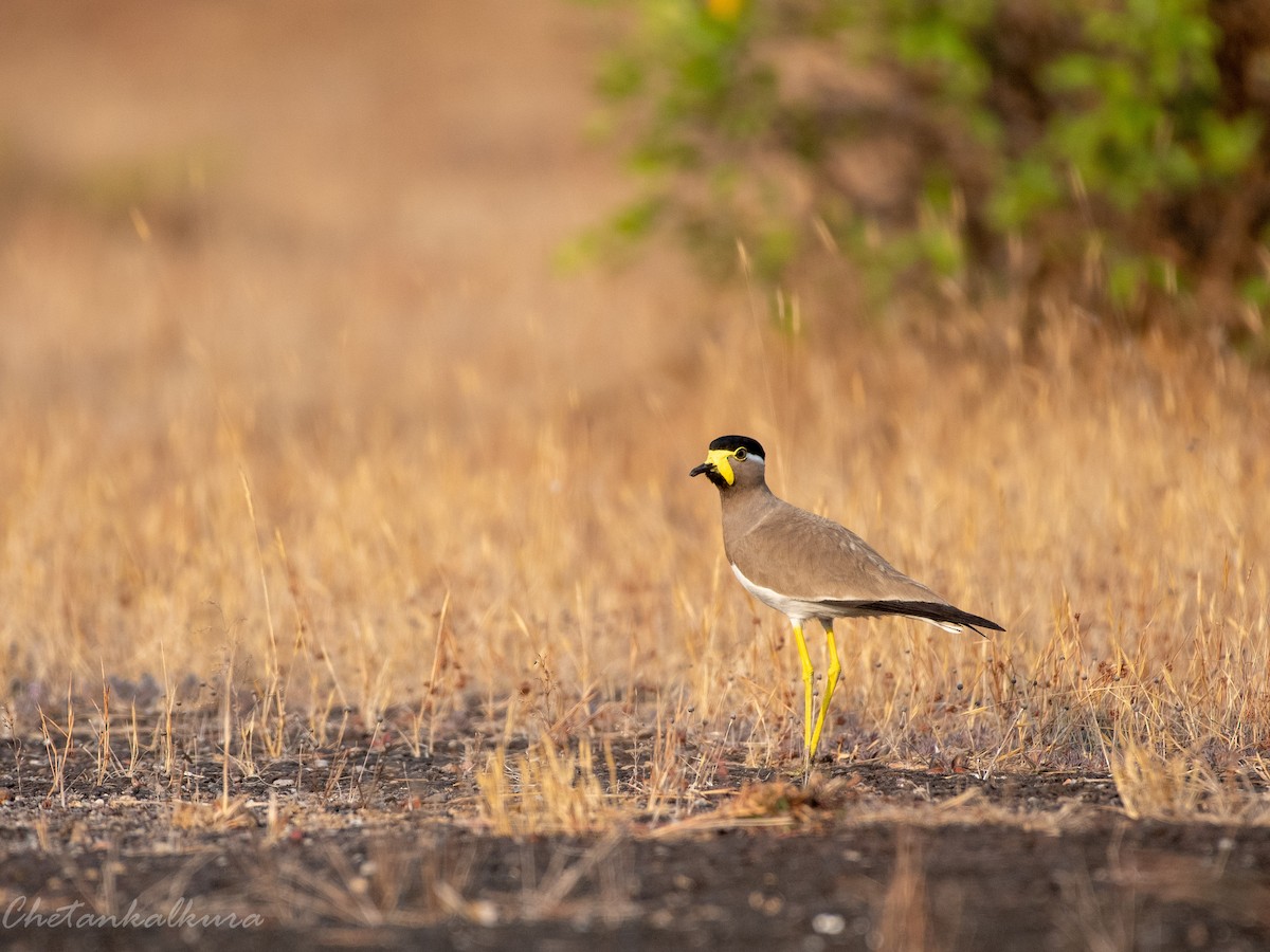 Yellow-wattled Lapwing - ML541455941