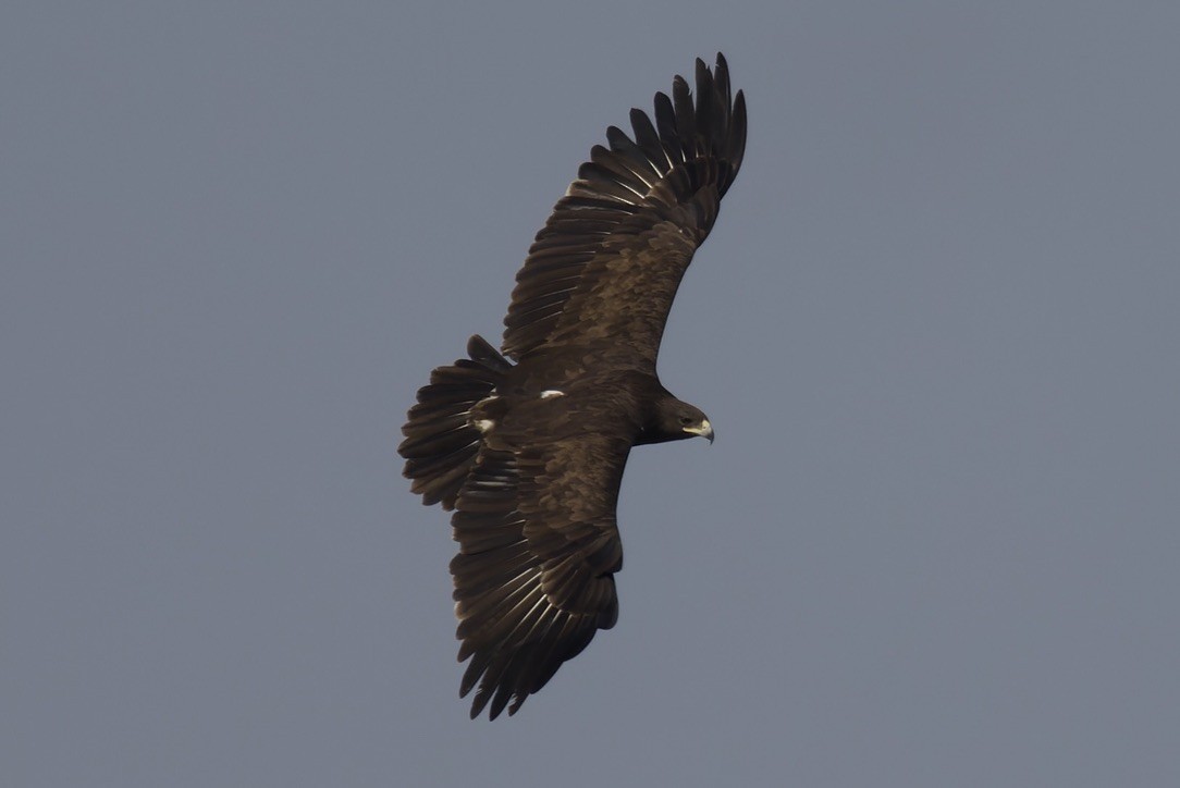 Águila Moteada - ML541456161