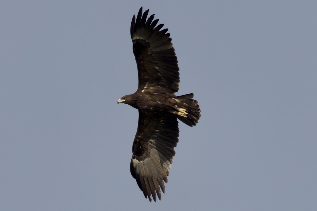 Águila Moteada - ML541456181