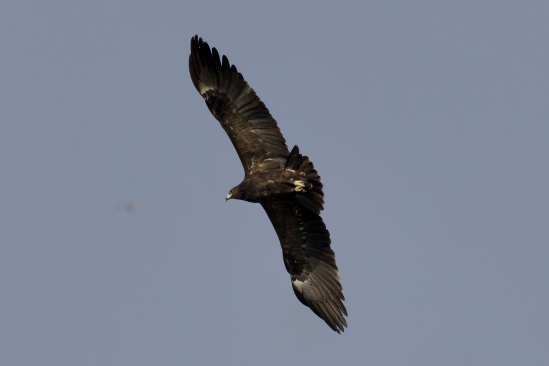 Aquila anatraia maggiore - ML541456201