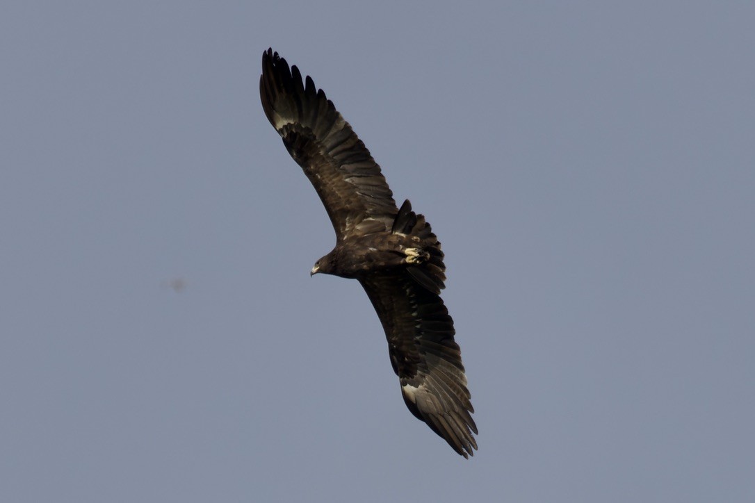 Águila Moteada - ML541456201