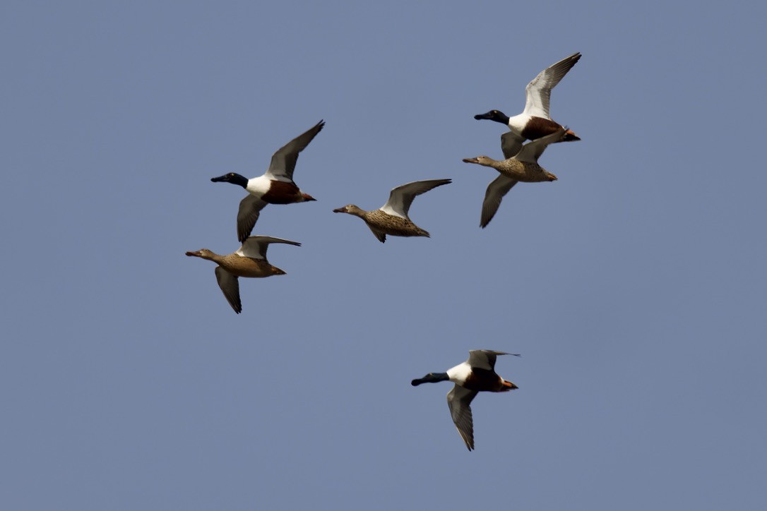 Northern Shoveler - ML541456271