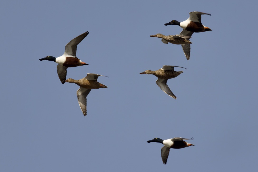 Northern Shoveler - Ted Burkett