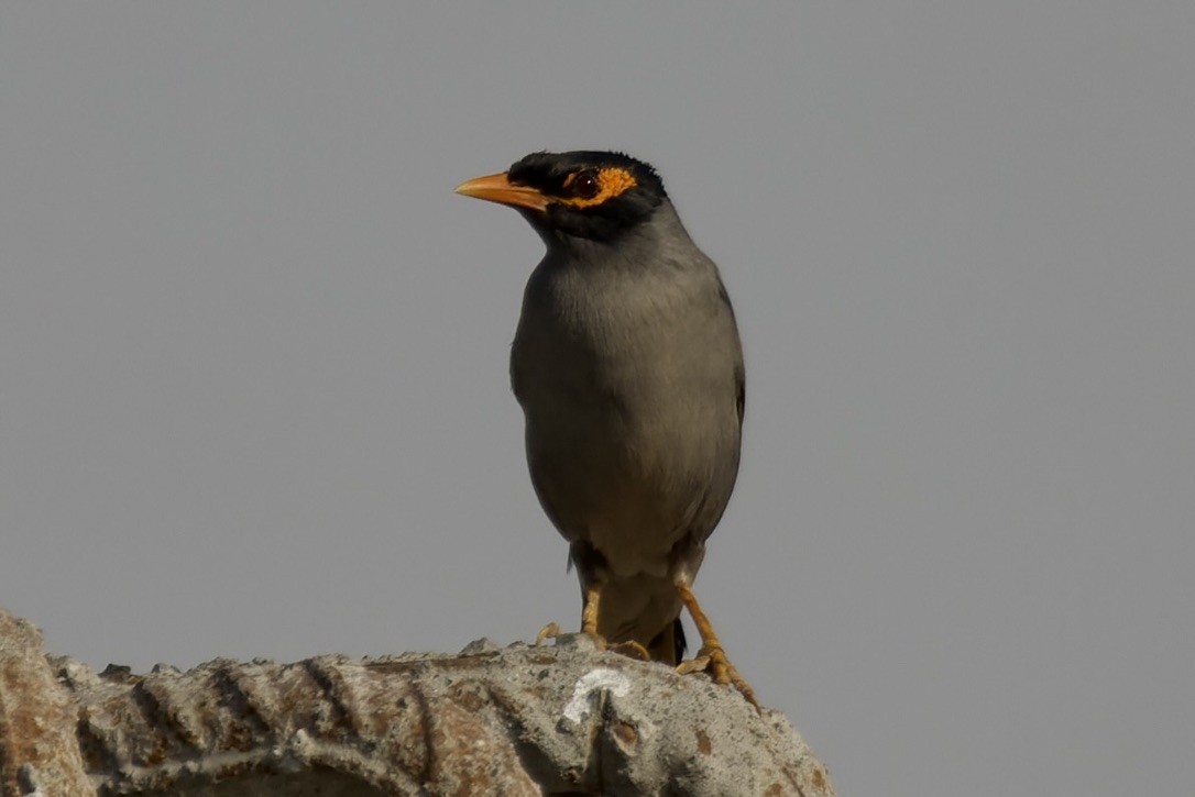 Bank Myna - ML541456331