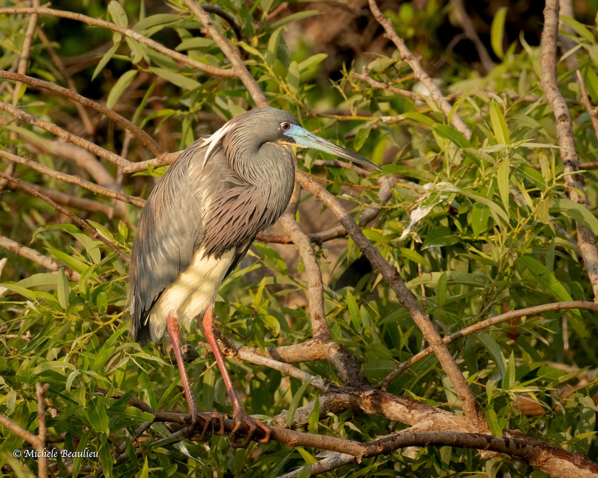 Tricolored Heron - ML541456381