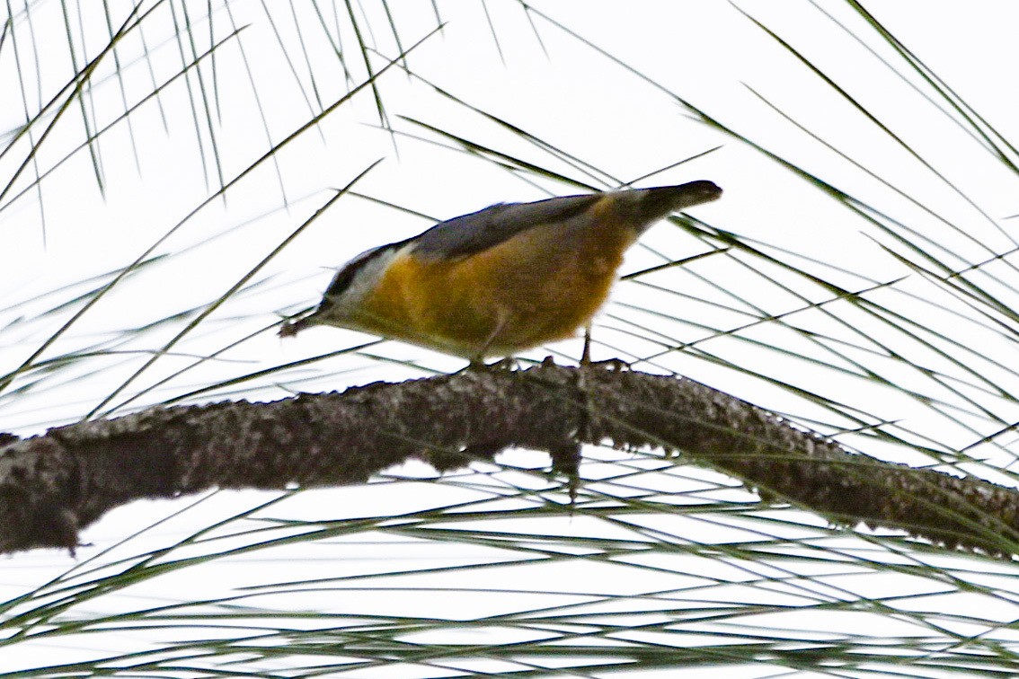 Red-breasted Nuthatch - ML541458401