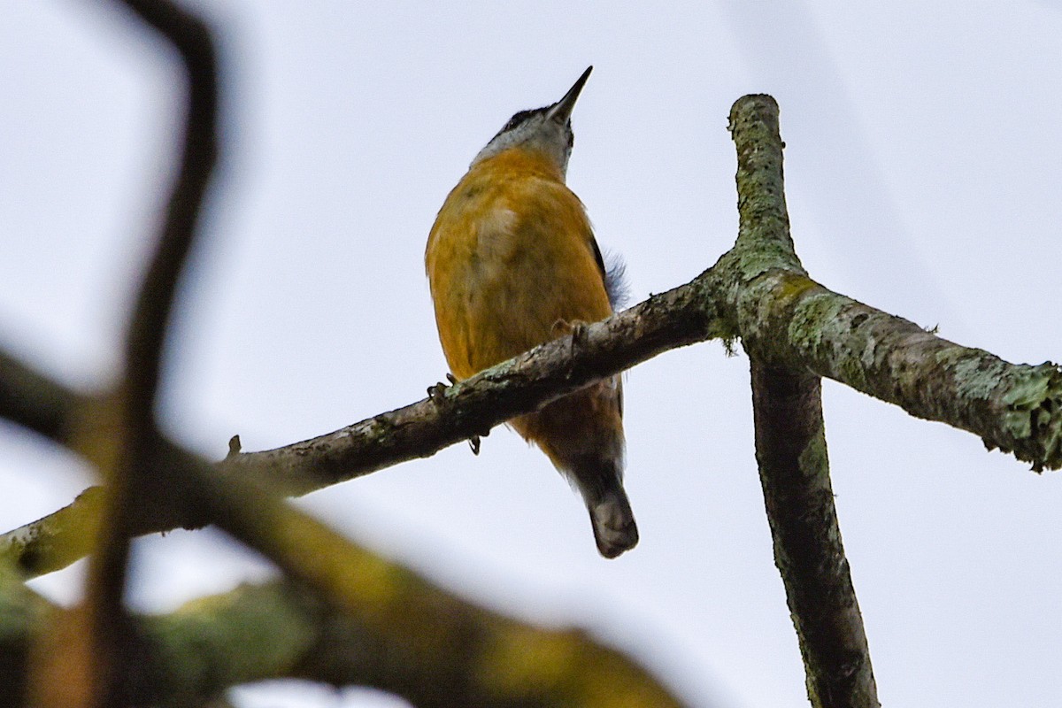 Red-breasted Nuthatch - ML541458411