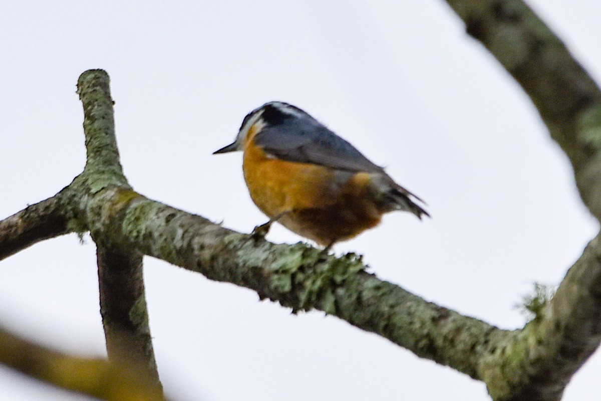 Red-breasted Nuthatch - ML541458421
