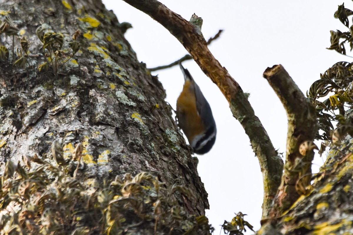 Red-breasted Nuthatch - ML541458431